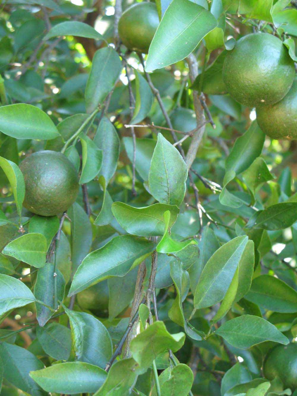              Shade leaves (Winter Haven, FL)       